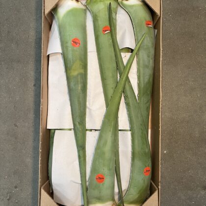 Aloe Vera Leaves Large