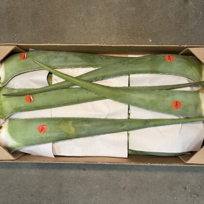 Aloe Vera Leaves Large