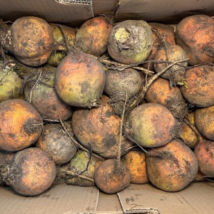 Beetroot Golden Loose