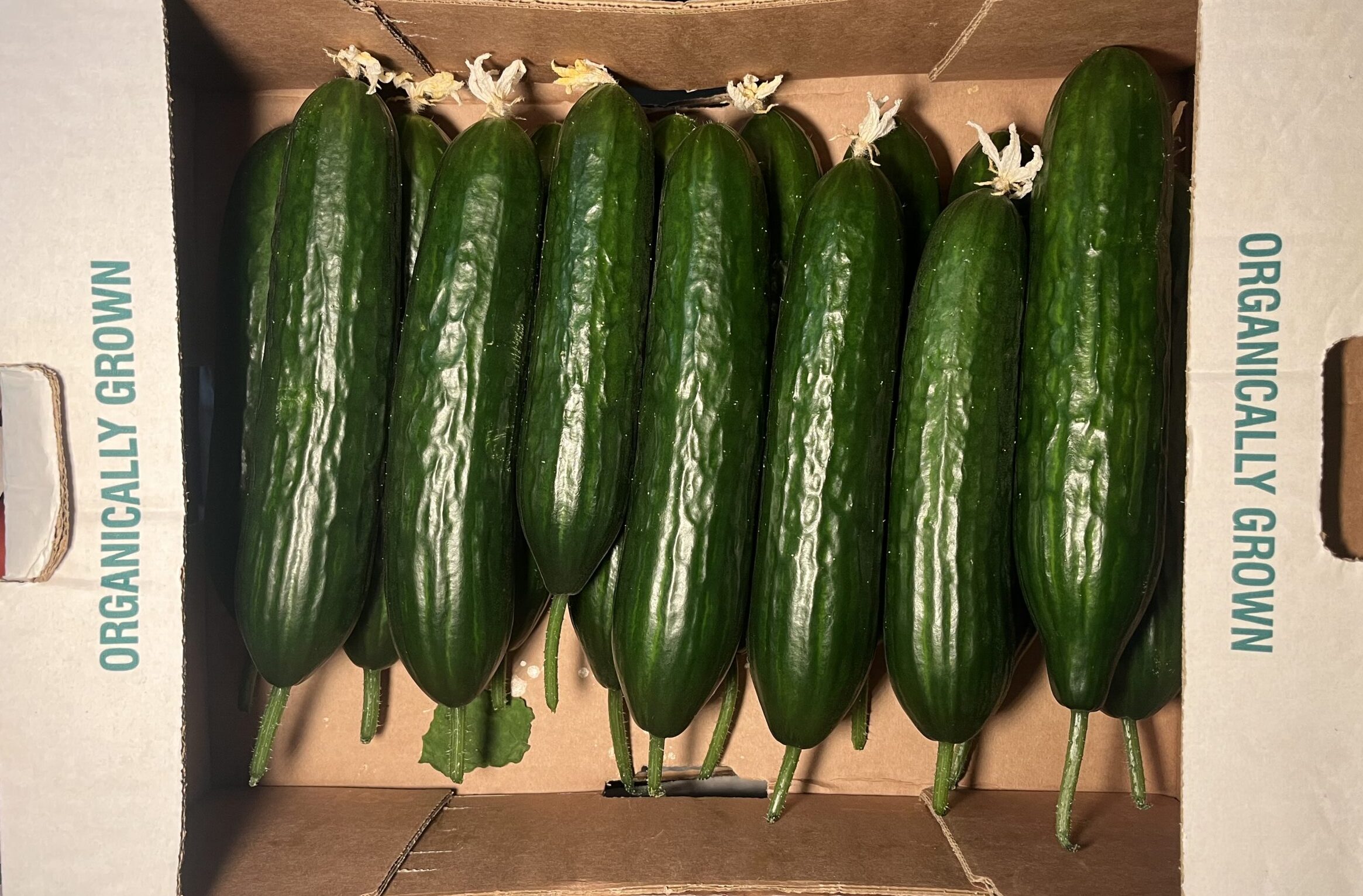 Cucumber Mini