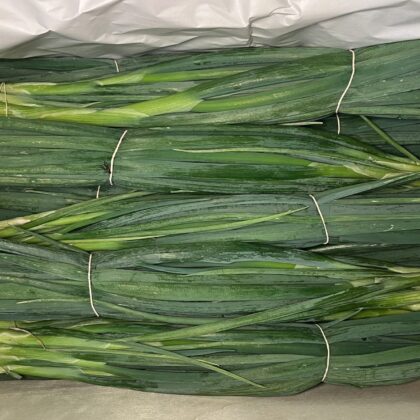 Spring Onion