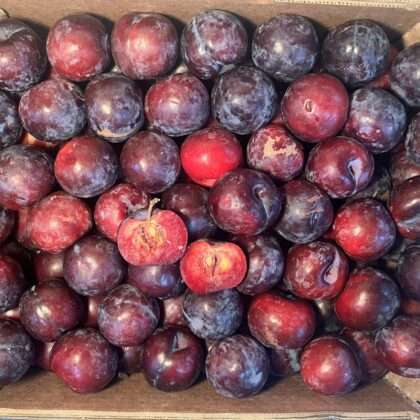Plums Black Splender