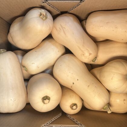 Squash Butternut Small