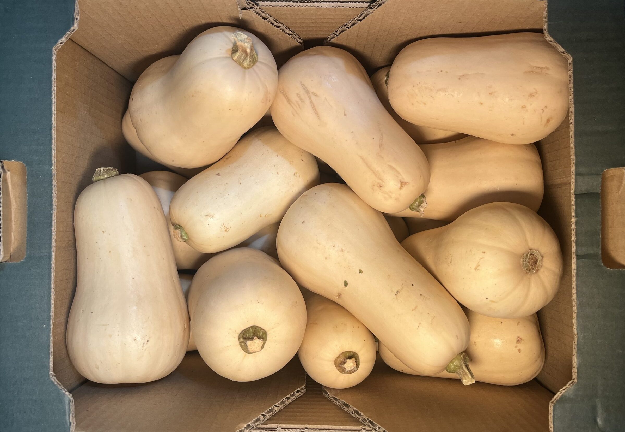 Squash Butternut Small