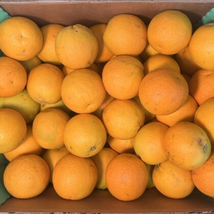 Oranges Small Cal 7/8