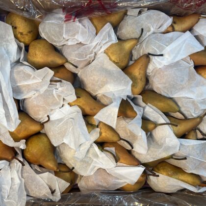 Pears Golden Bosc