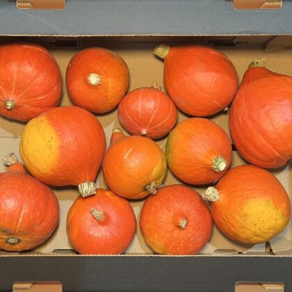 Squash Red Kuri