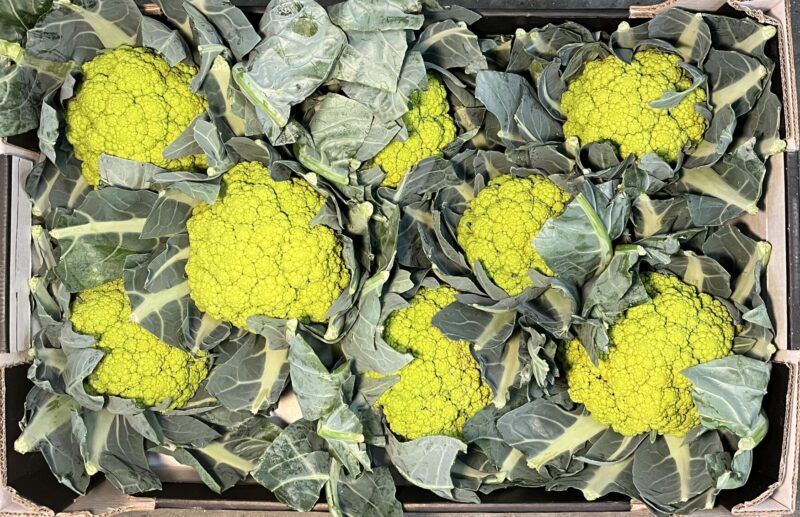 Cauliflower Emerald