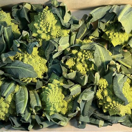 Cauliflower Romanesco Large
