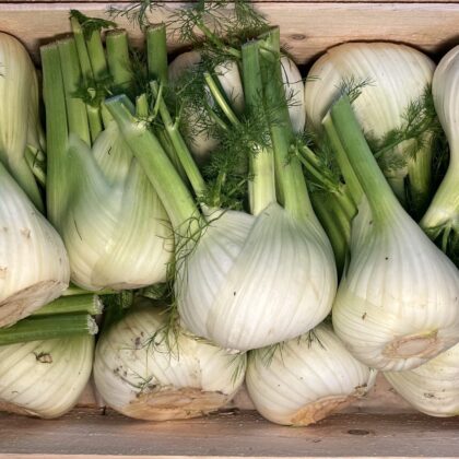 Fennel