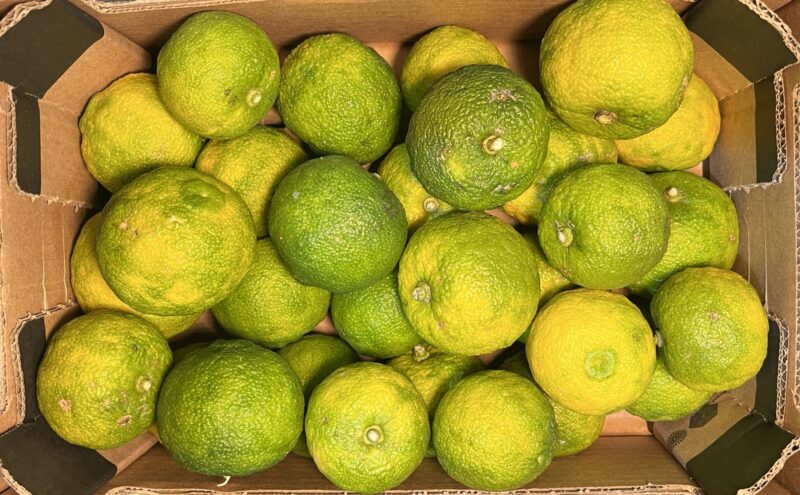 Yuzu Fruit