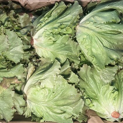 Lettuce Batavia Red