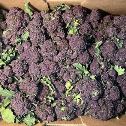 Purple Sprouting Broccoli Loose