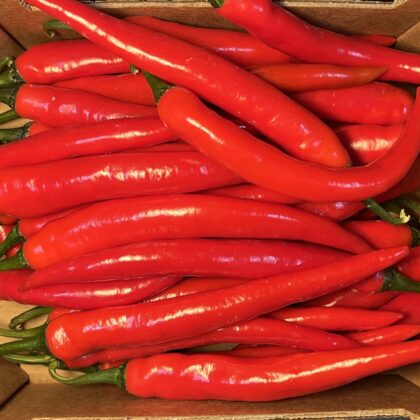 Peppers Chilli Red