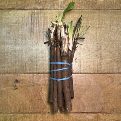 Salsify