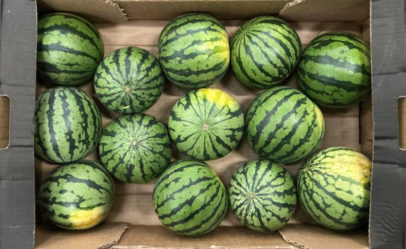 Watermelons Mini