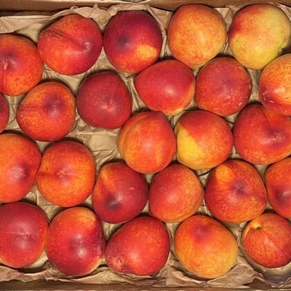 Nectarines