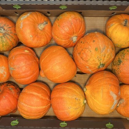 Squash Red Onion Small