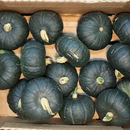 Squash Green Acorn