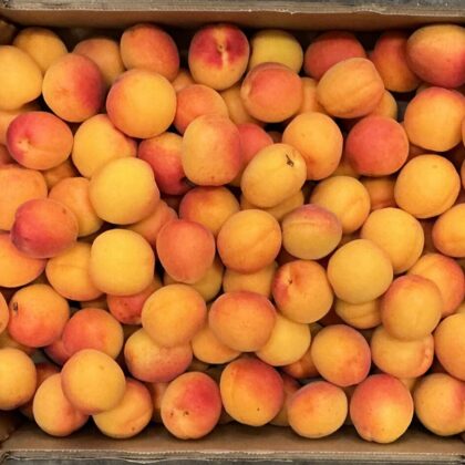 Apricot