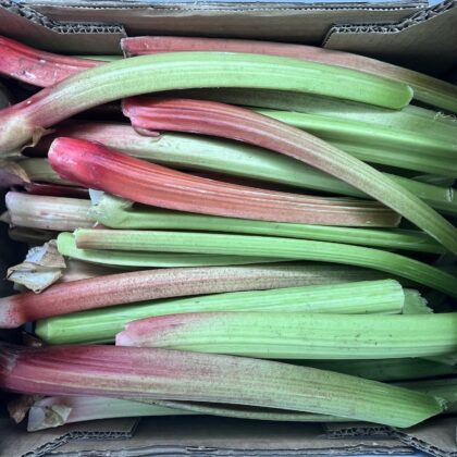Rhubarb