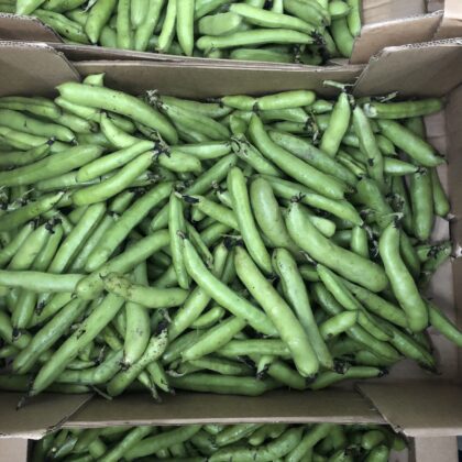 Broad Beans
