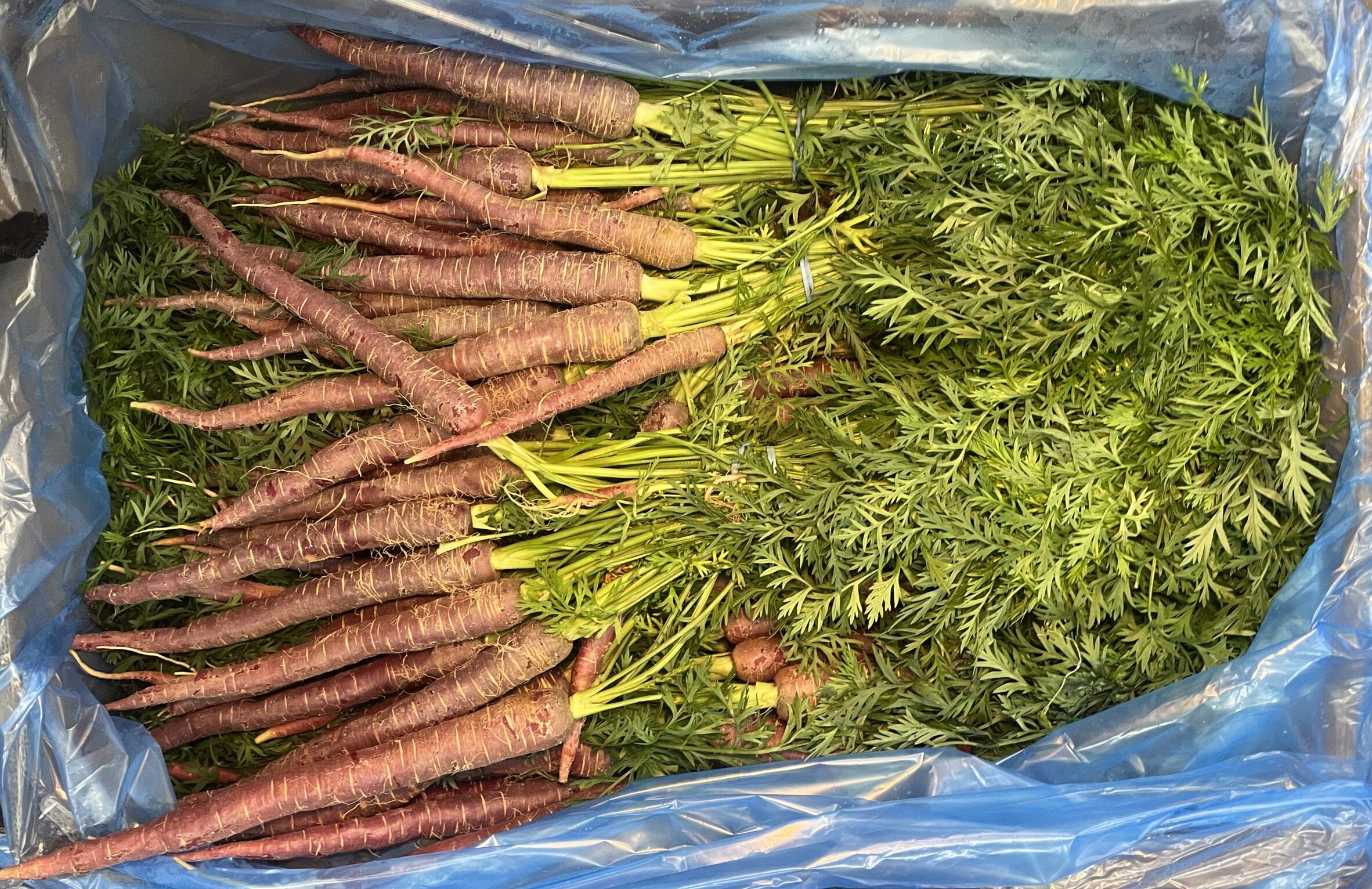 Carrots Purple Bunched