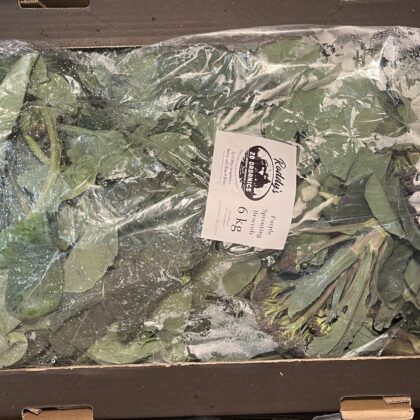 Purple Sprouting Broccoli Loose
