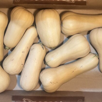 Squash Butternut