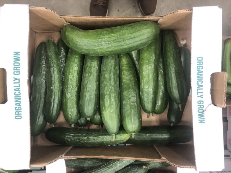Cucumber Mini
