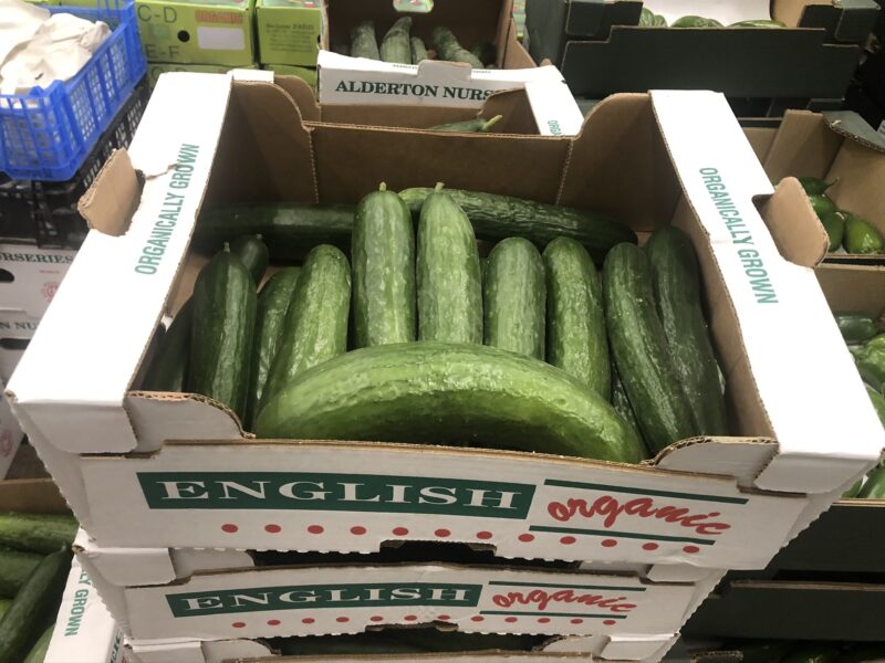 Cucumber Mini - Image 2