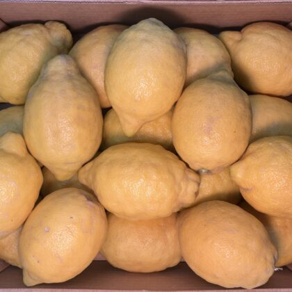 Lemon Verna Large