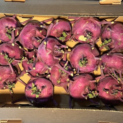 Kohl Rabi Purple Large