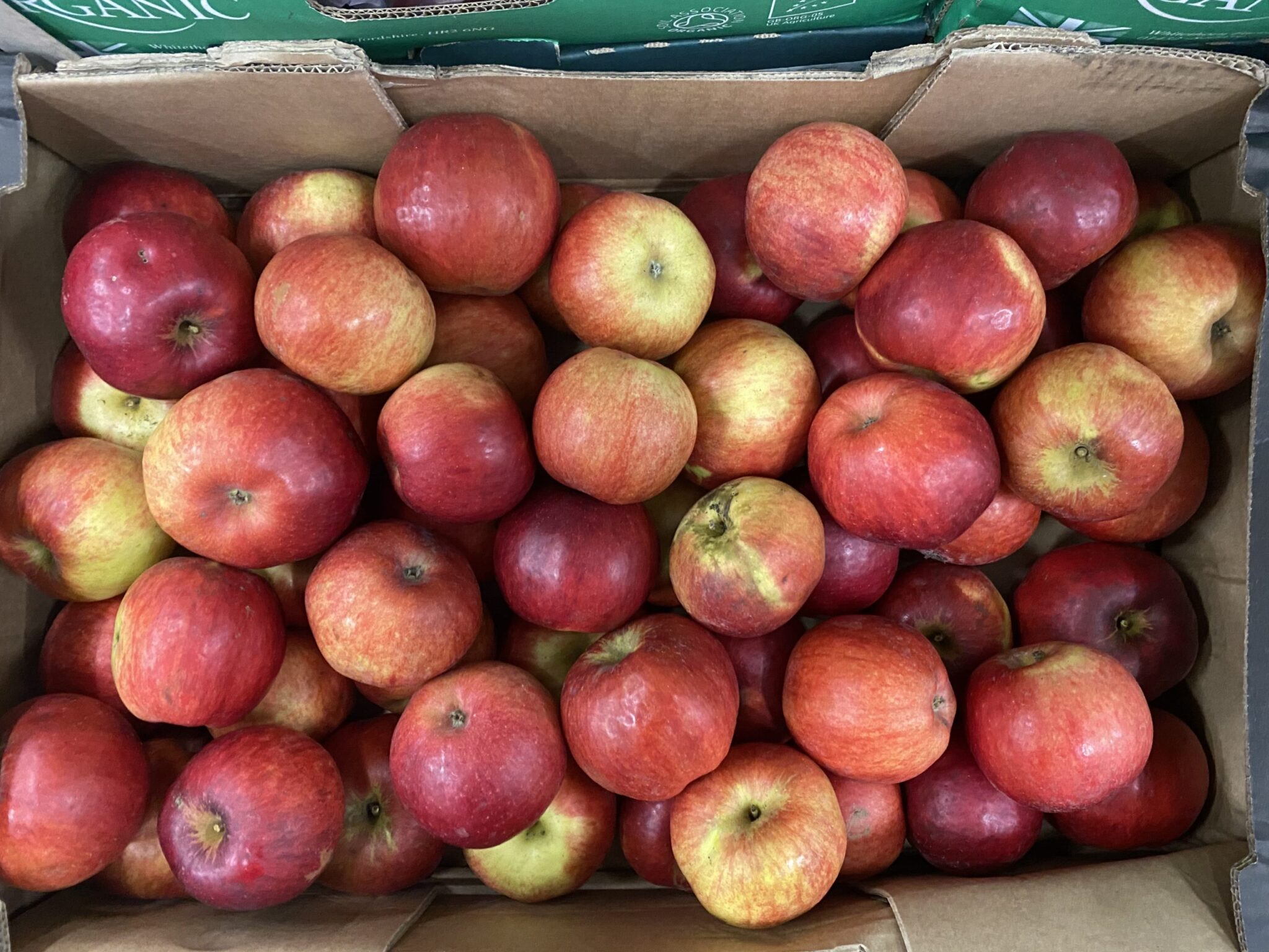 Apples Ida Red Large Langridge Organic Products Ltd