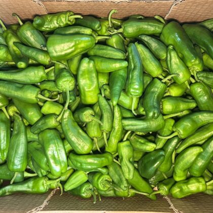 Pepper Padron Green