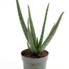 Aloe Vera Pot Plants