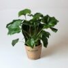Potted Philodendron Selloum