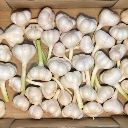 Garlic Fresh