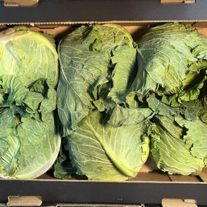 Cabbage Jan Kings Large