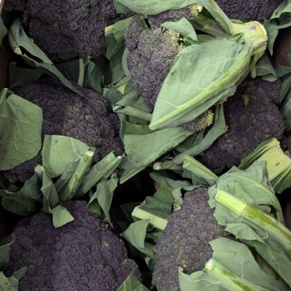 Broccoli Purple Cape