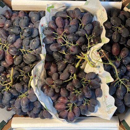 Grapes Black Magic