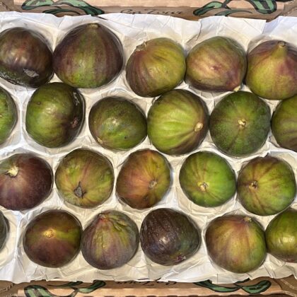 Figs Douphine Green