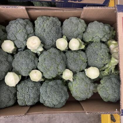 Broccoli Small Box