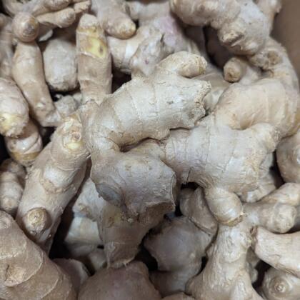 Ginger Bulk Blue Box