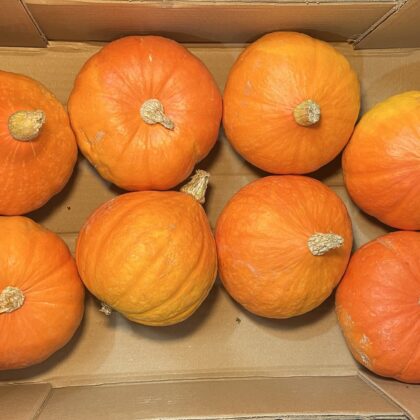 Squash Orange Hokkaido