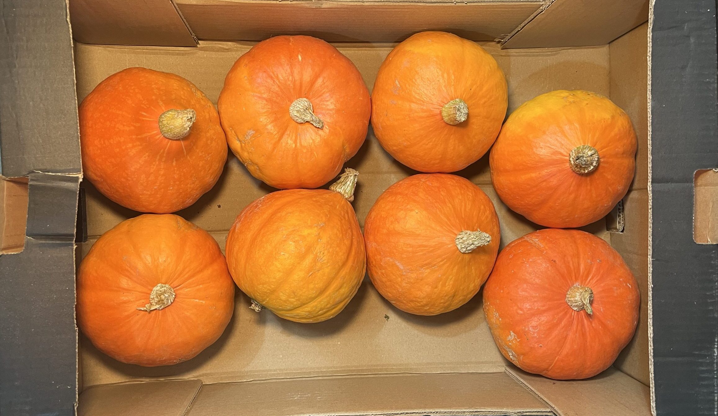 Squash Orange Hokkaido