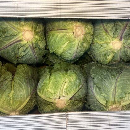 Cabbage January King
