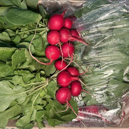 Radish Red Bunched