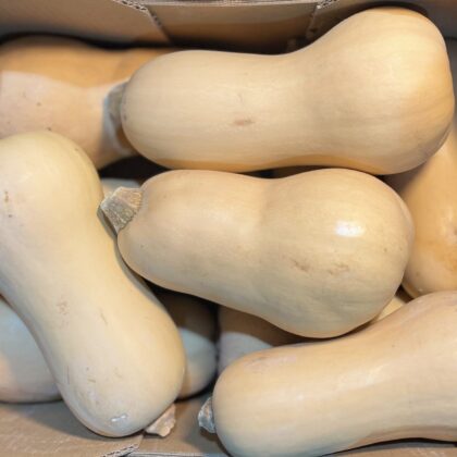 Squash Butternut