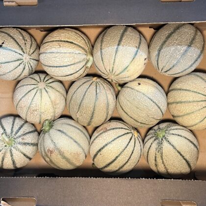 Melon Cantaloupe